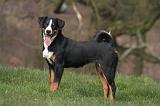 BOUVIER D'APPENZELL 078